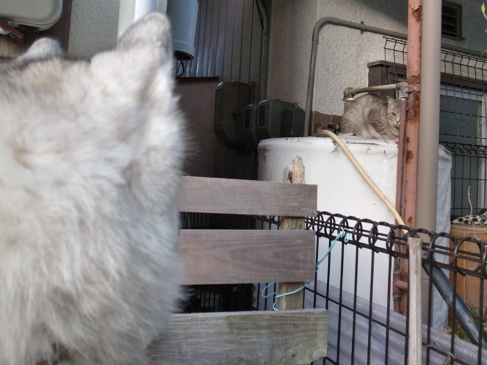 探してさがして~ (*^_^*)_c0049299_22484374.jpg