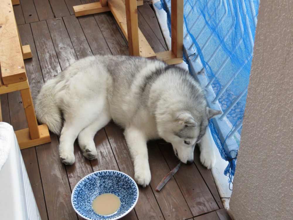 探してさがして~ (*^_^*)_c0049299_22493179.jpg