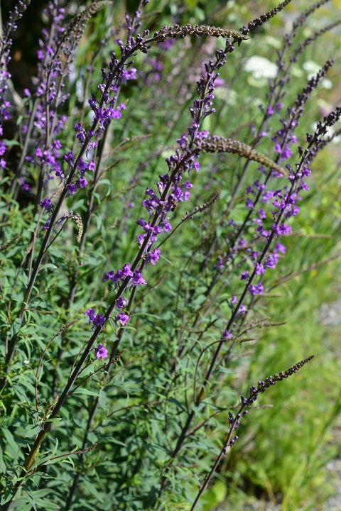 今日の花 リナリアLinaria : 涌谷よりドリームガーデン彩英花だより 今日の花 リナリアLinaria : 涌谷よりドリームガーデン彩英花だより