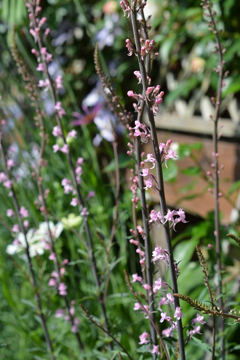 今日の花 リナリアLinaria : 涌谷よりドリームガーデン彩英花だより 今日の花 リナリアLinaria : 涌谷よりドリームガーデン彩英花だより