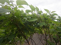 c0280206_5514346.jpg