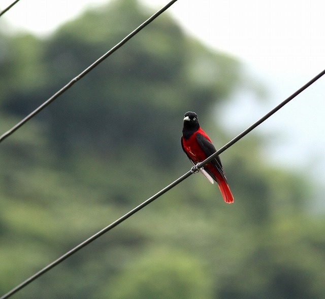 台湾鳥見遠征・・・（その６）・・・_c0213607_01044991.jpg