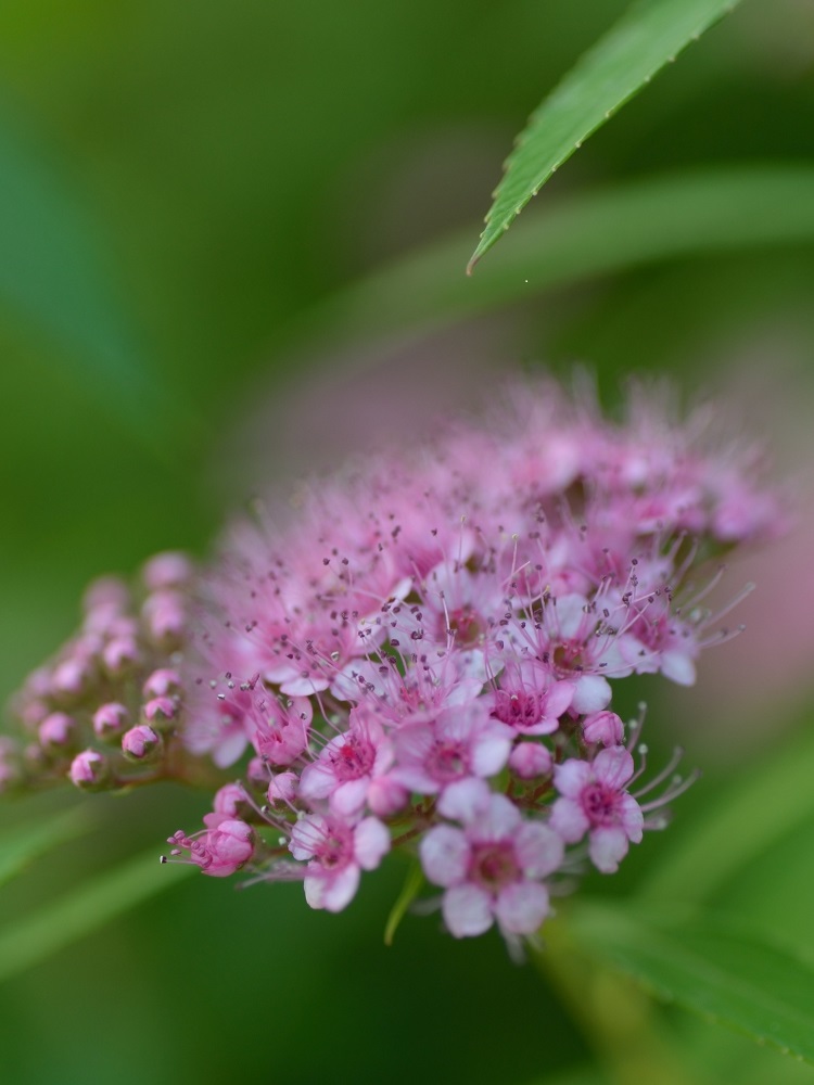 我が家の庭は、花盛り！_b0277008_2054463.jpg