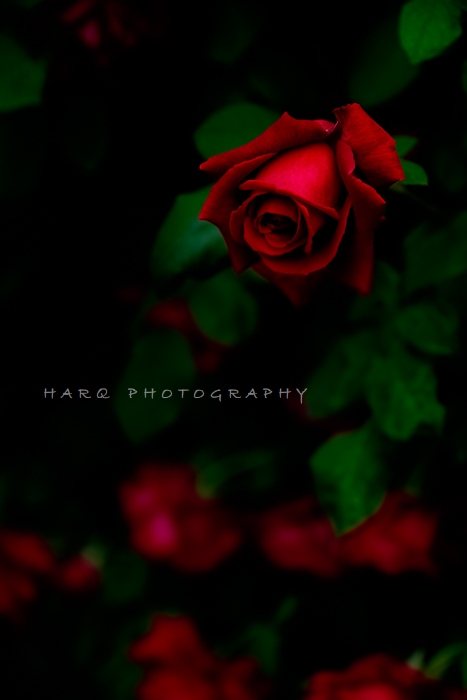 真紅の薔薇 その２ Harq Photography