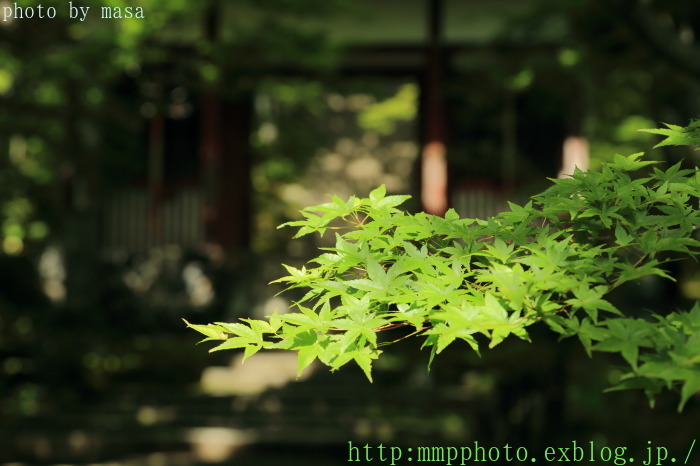 嵯峨野散歩～常寂光寺①_d0283427_21334167.jpg