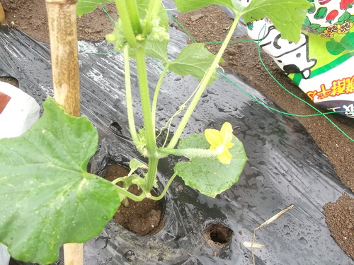 夏野菜に実が...トマト、キューリの受粉!_b0137932_15171343.jpg