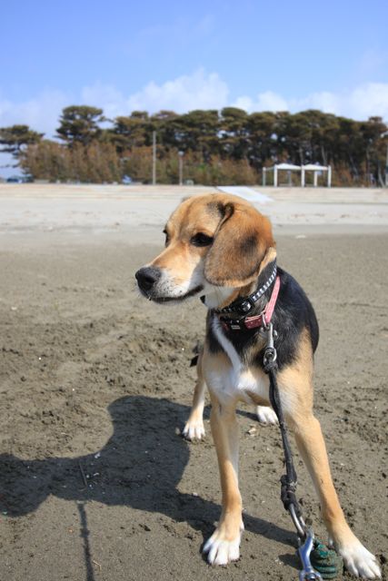 遠浅でも海は海〜ってか水嫌いかもなあんちゃん_b0031538_2325325.jpg