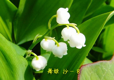 与謝野晶子第五歌集≪舞姫≫抄-8 : Merrydiary 与謝野晶子第五歌集≪舞姫≫抄-8 : Merrydiary