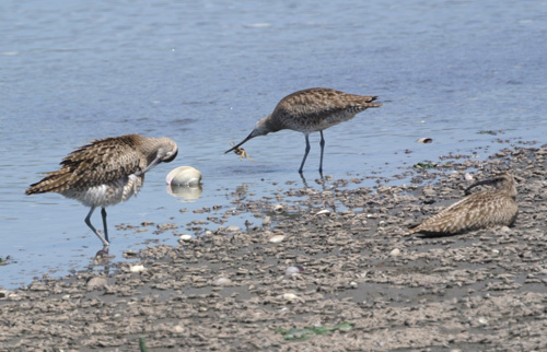 谷津干潟のチュウシャクシギ Whimbrel _f0206939_2326063.jpg