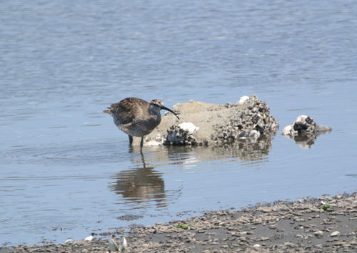 谷津干潟のチュウシャクシギ Whimbrel _f0206939_23261482.jpg