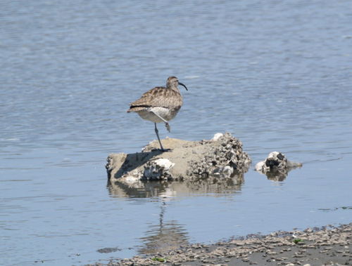 谷津干潟のチュウシャクシギ Whimbrel _f0206939_23262611.jpg