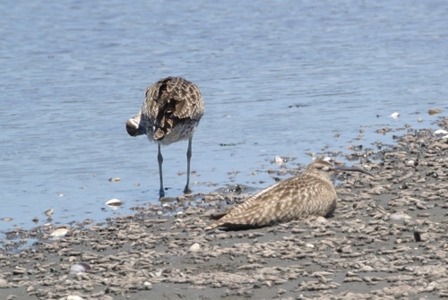 谷津干潟のチュウシャクシギ Whimbrel _f0206939_23264099.jpg