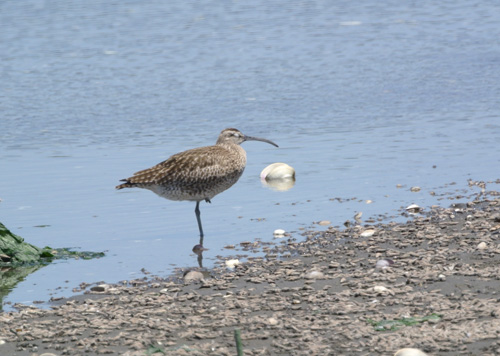 谷津干潟のチュウシャクシギ Whimbrel _f0206939_23272745.jpg