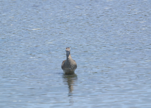 谷津干潟のチュウシャクシギ Whimbrel _f0206939_23274316.jpg