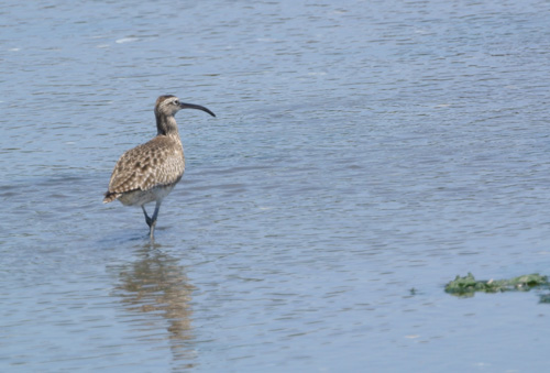 谷津干潟のチュウシャクシギ Whimbrel _f0206939_23281373.jpg