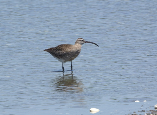 谷津干潟のチュウシャクシギ Whimbrel _f0206939_23282870.jpg