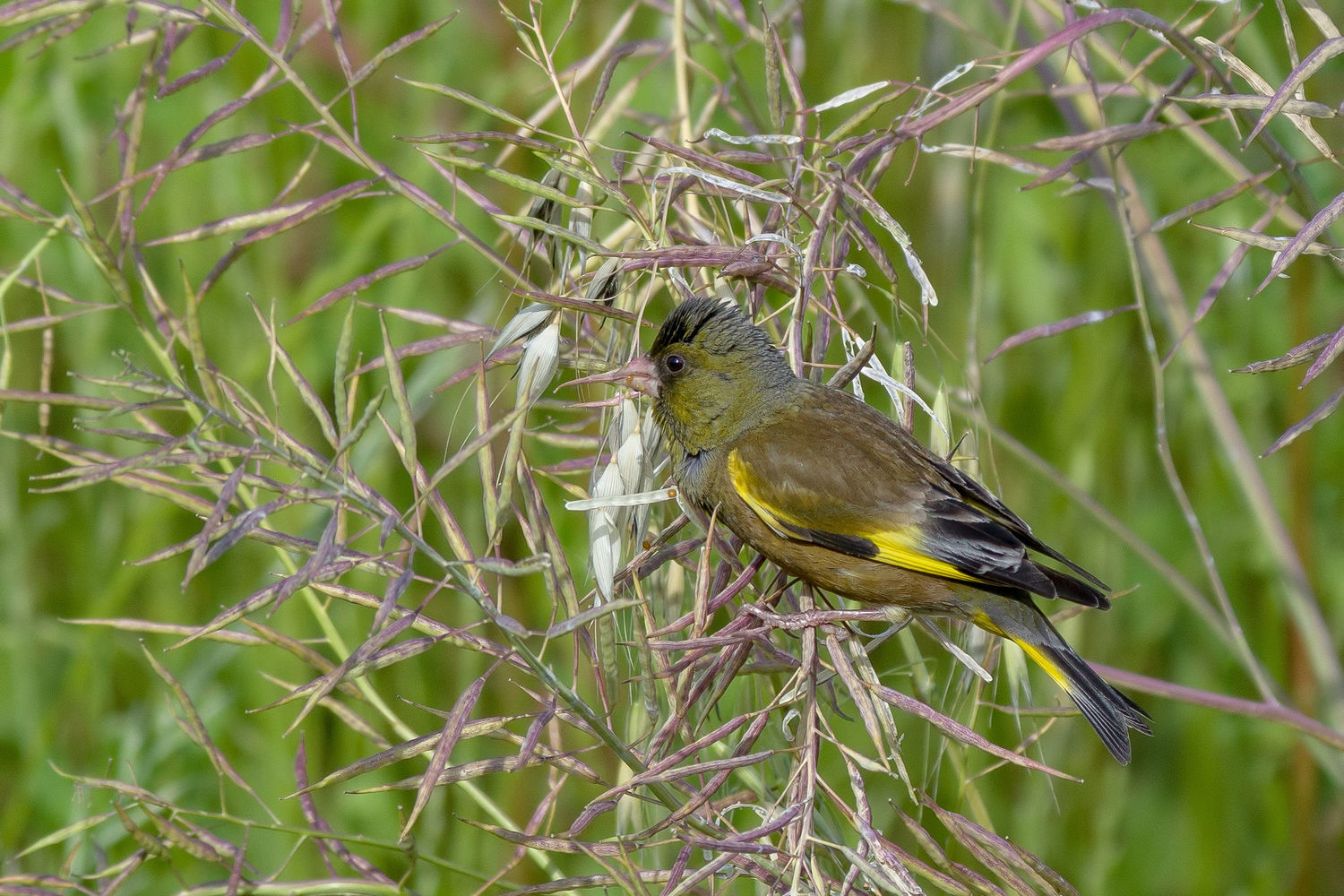 カワラヒワが菜種の鞘に同化していく_d0292540_23561604.jpg