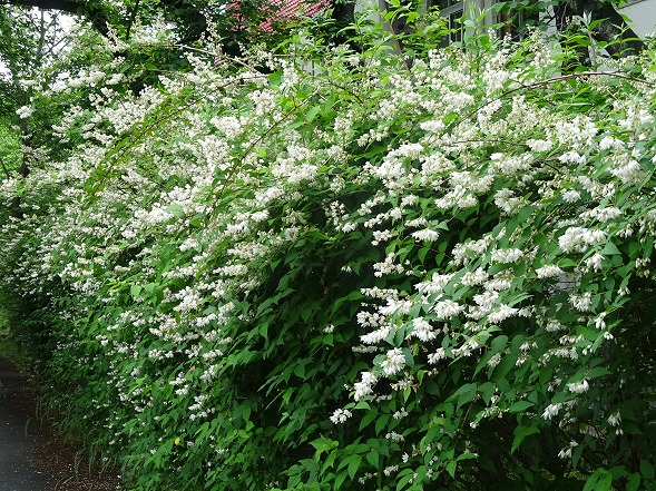 高槻市 玉川の里の 卯の花 彩の気まぐれ写真