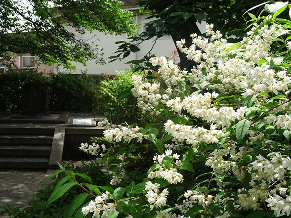 高槻市 玉川の里の 卯の花 彩の気まぐれ写真