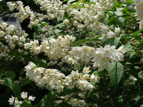 高槻市 玉川の里の 卯の花 彩の気まぐれ写真