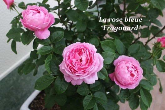 フラゴナール が開花しました La Rose 薔薇の庭