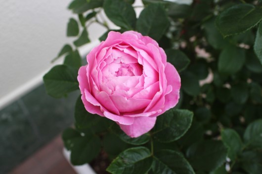フラゴナール が開花しました La Rose 薔薇の庭