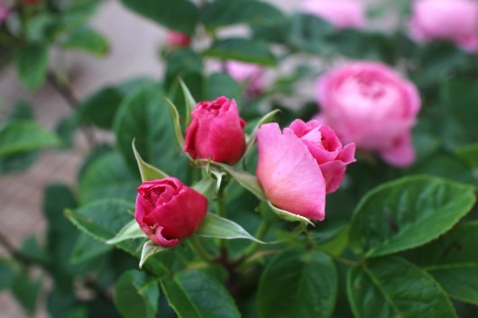 フラゴナール が開花しました La Rose 薔薇の庭