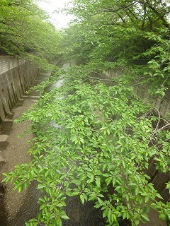 Shakujii Riverその1 新緑×紫陽花×スカイツリー!!_a0165160_07021088.jpg