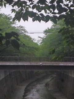 Shakujii Riverその1 新緑×紫陽花×スカイツリー!!_a0165160_07124738.jpg