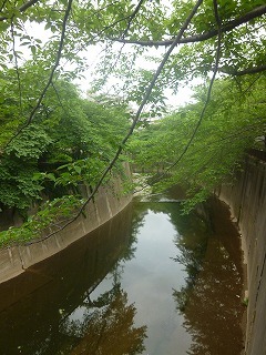 Shakujii Riverその1 新緑×紫陽花×スカイツリー!!_a0165160_07280151.jpg