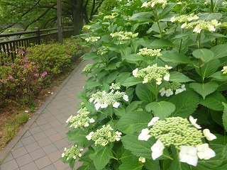 Shakujii Riverその1 新緑×紫陽花×スカイツリー!!_a0165160_07313903.jpg