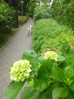 Shakujii Riverその1 新緑×紫陽花×スカイツリー!!_a0165160_07353282.jpg