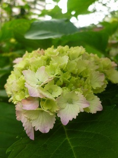 Shakujii Riverその1 新緑×紫陽花×スカイツリー!!_a0165160_07365535.jpg