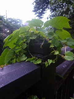 Shakujii Riverその1 新緑×紫陽花×スカイツリー!!_a0165160_07373102.jpg