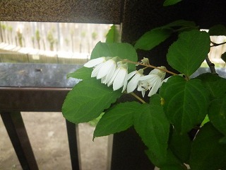 Shakujii Riverその1 新緑×紫陽花×スカイツリー!!_a0165160_07410849.jpg