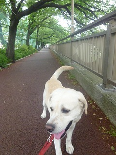 Shakujii Riverその1 新緑×紫陽花×スカイツリー!!_a0165160_07443666.jpg