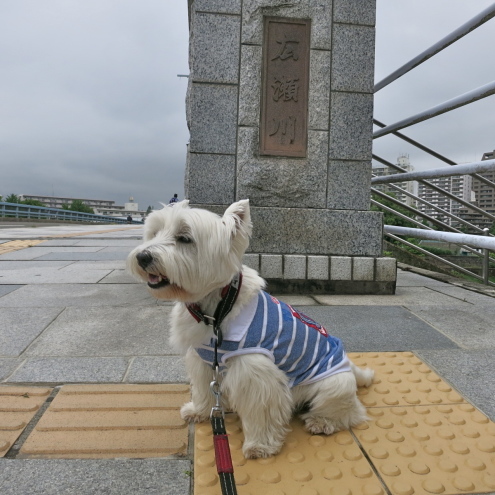 いや〜な季節がやってくるぞっ。_c0260460_16553647.jpg