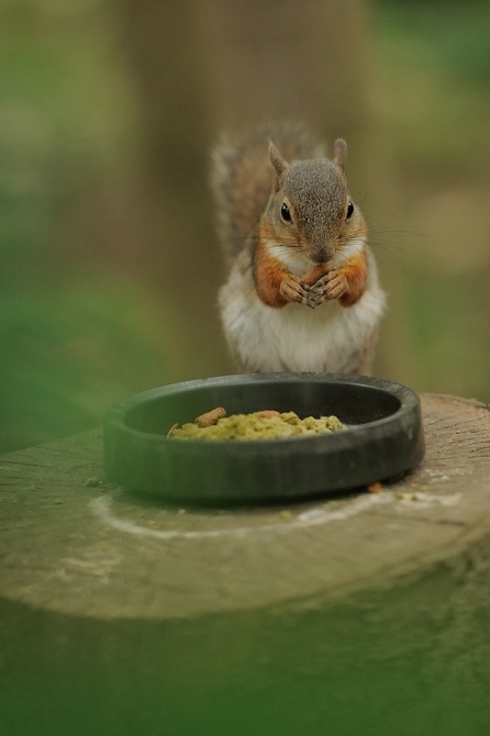 井の頭動物園のリス、、、。_f0136162_12150533.jpg