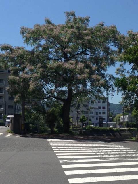 今年も満開! 花樗_d0105063_21295676.jpg