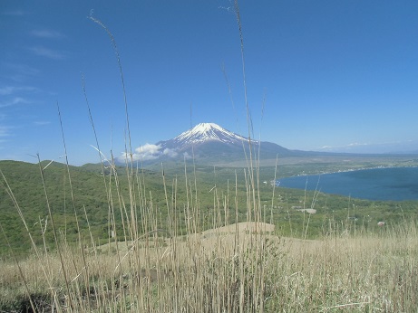 山中湖で富士山と山菜採りを満喫してきた_c0273271_12262927.jpg