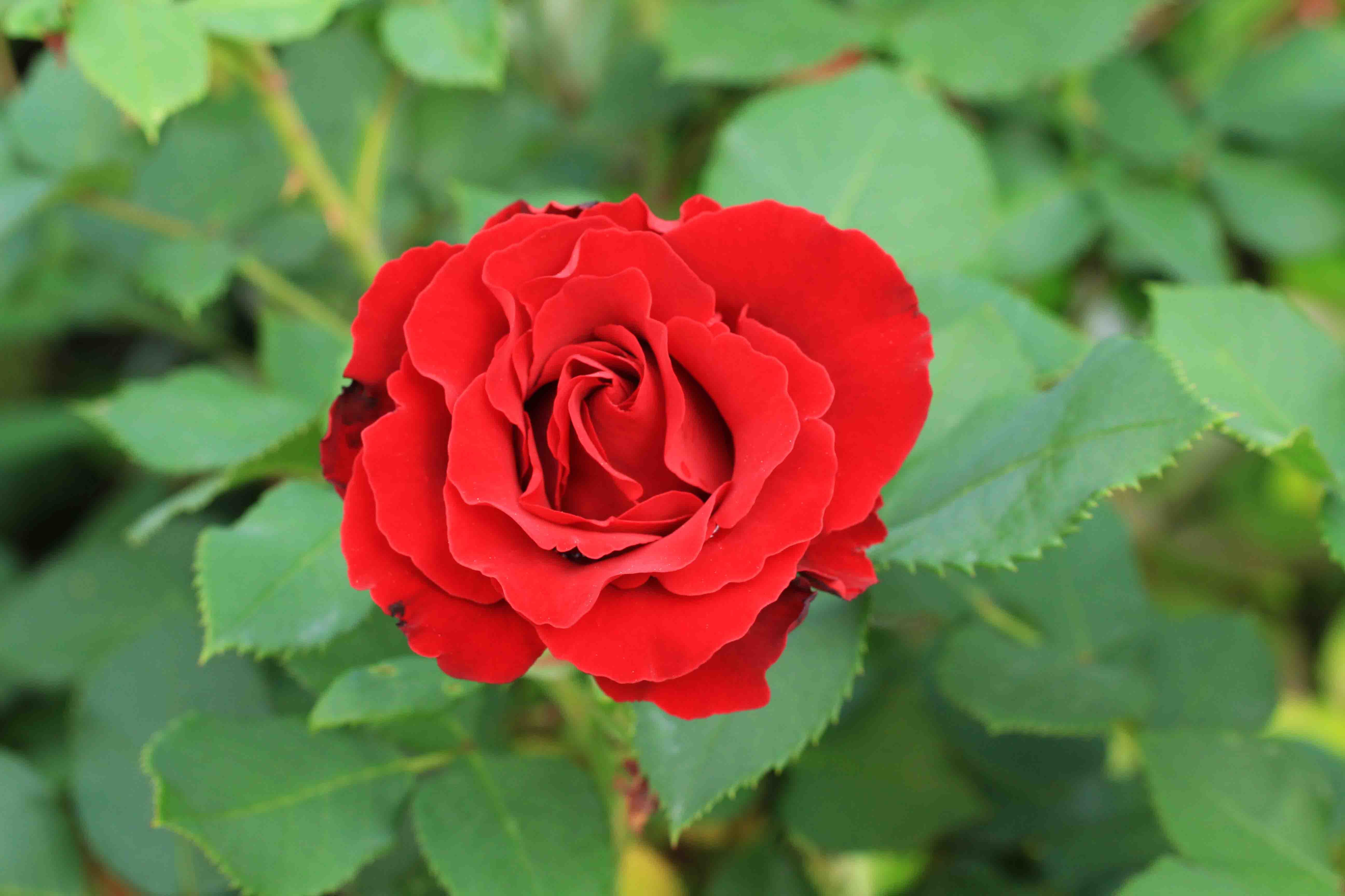 庭の薔薇 西ー04 ~雨上がりのオマージュ・ア・バルバラ~_a0107574_20185815.jpg