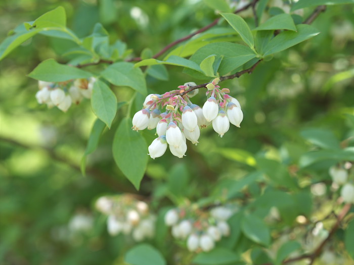 ブルーベリーの花をM.ZD 45mmF1.8で_a0096177_203756.jpg