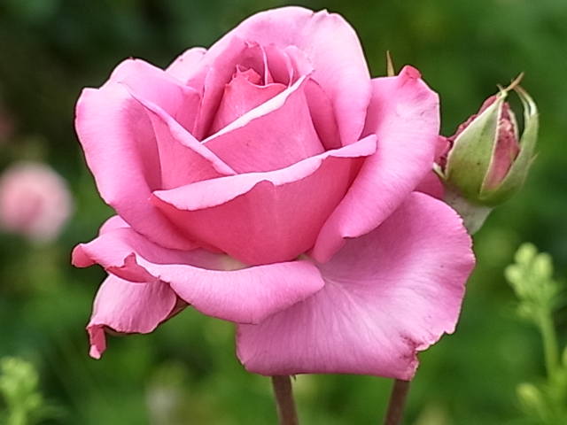 c0209377_1750492.jpg