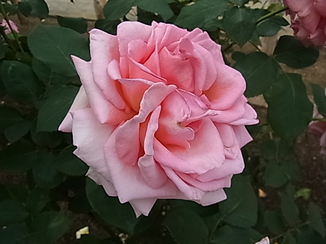 c0209377_17522550.jpg