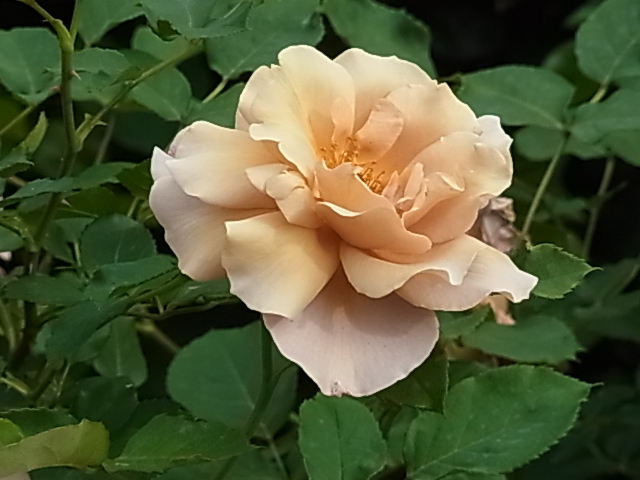 c0209377_17533174.jpg