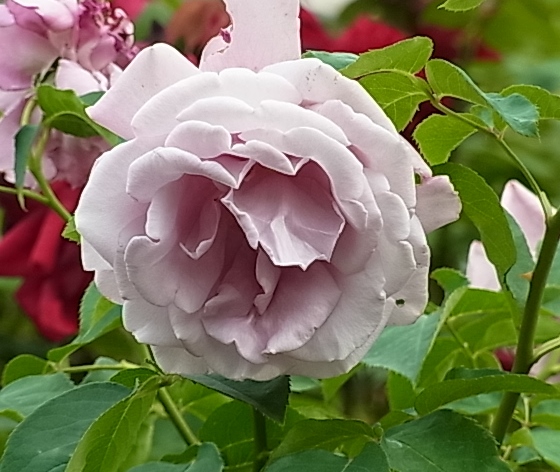 c0209377_17542841.jpg