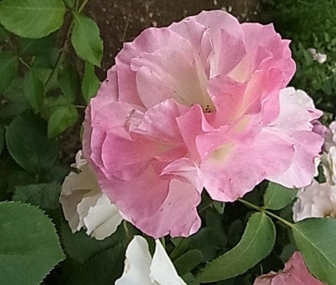c0209377_17553012.jpg