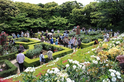 東京見物　六義園・旧古河庭園・とげ抜き地蔵・明治神宮_d0156186_1858693.jpg