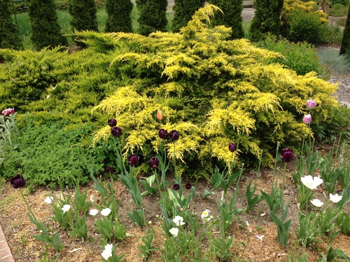 東和温泉の庭は花盛りその２_f0213189_22252944.jpg