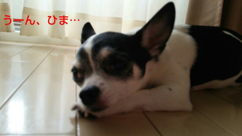 c0109891_21222410.jpg